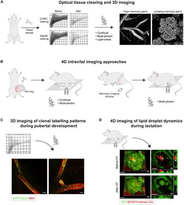 Multidimensional Imaging of Mammary Gland Development: A Window Into Breast Form and Function